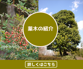 薬木の紹介